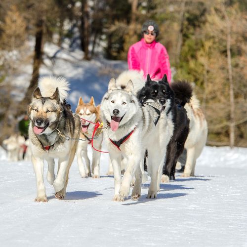 Chien de traîneau à Risoul